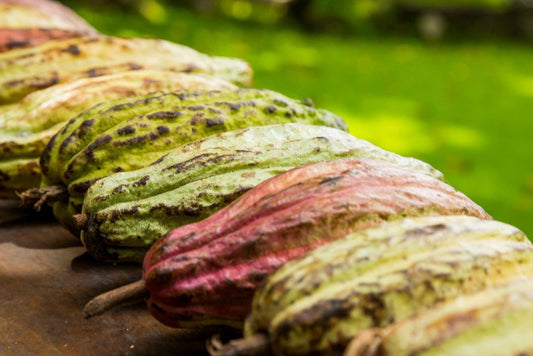 La ópera, el microscopio y el cacao Caracas | Franceschi Chocolate Store