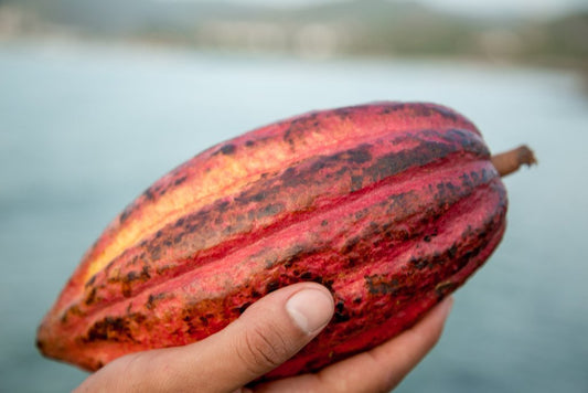 Los seres humanos evolucionanos a la par de cómo comemos | Franceschi Chocolate Store